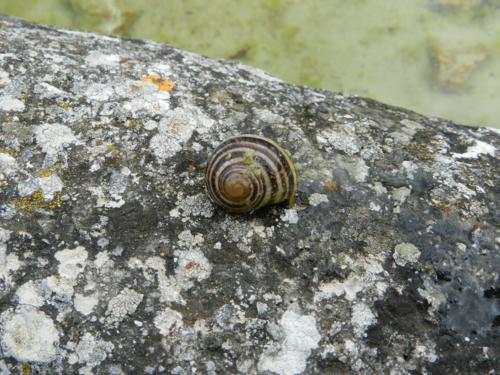 Cepaea nemoralis?